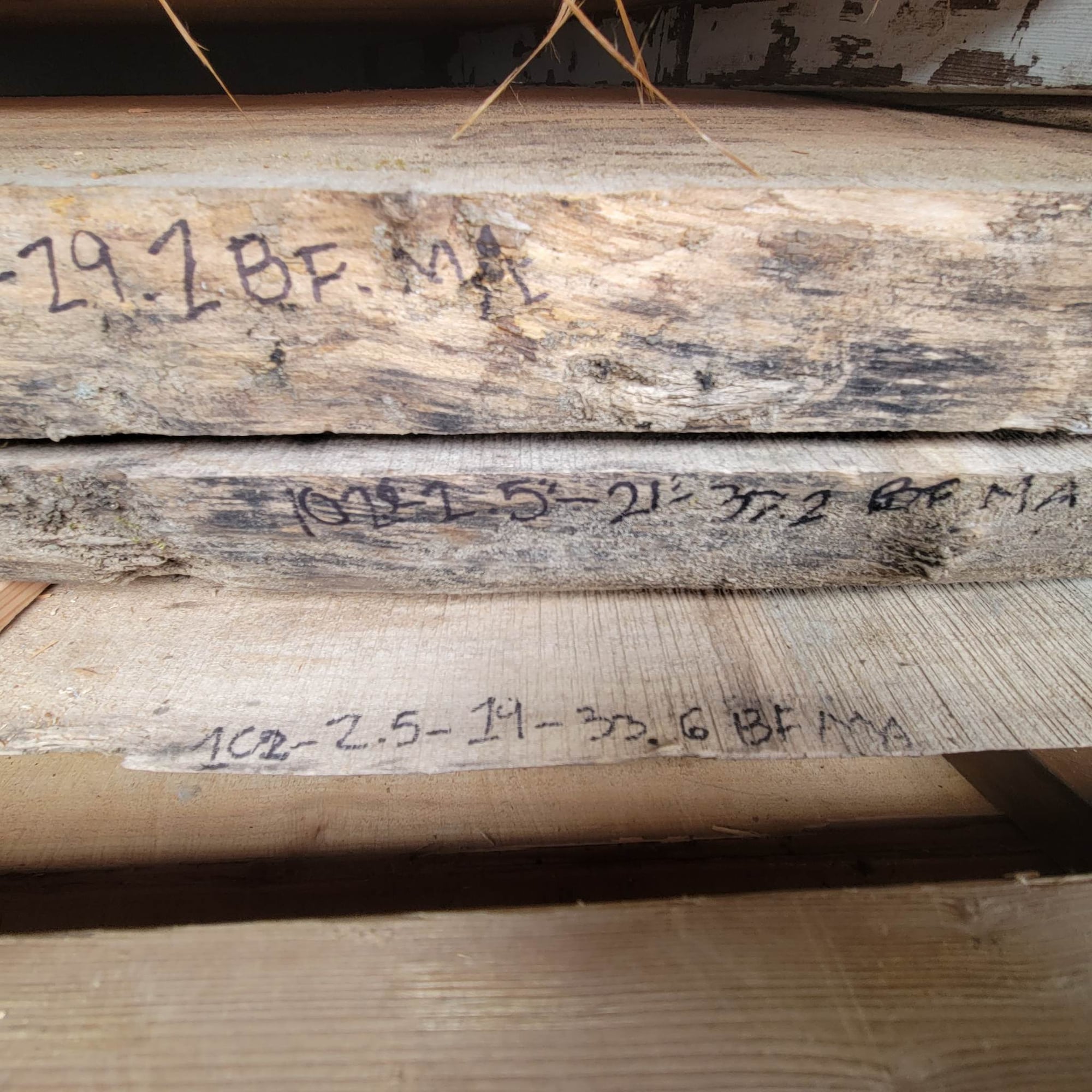 Big Leaf Maple